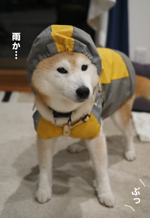 17日夕ブログ3