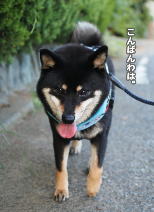 1日夕ブログ８