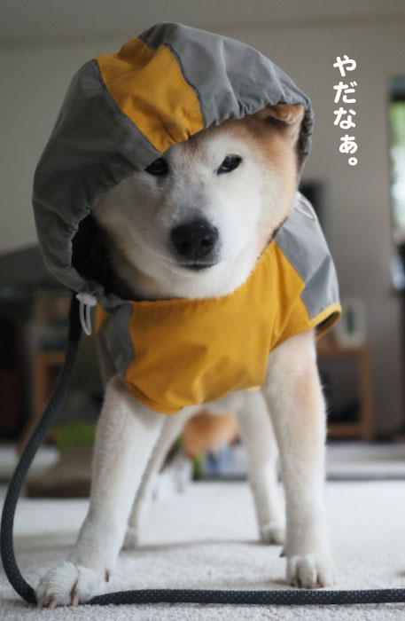 25日夕ブログ２