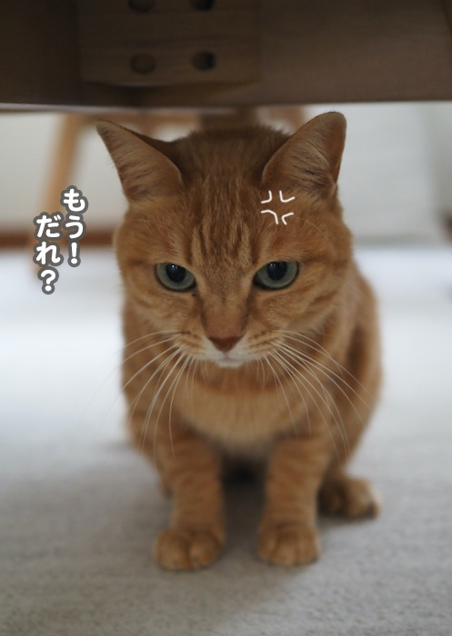 19日の夕ブログ７