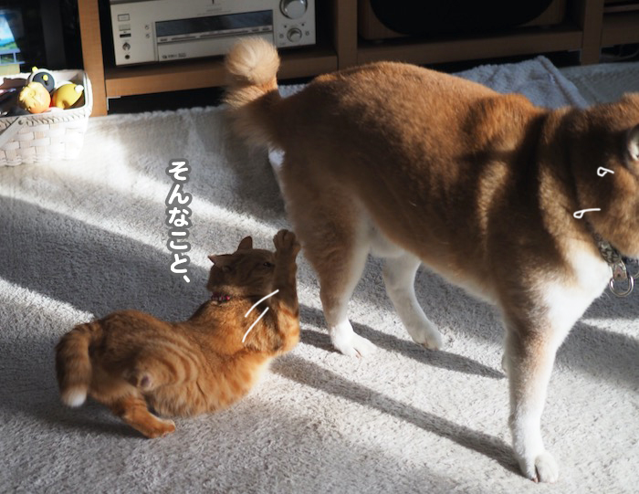 24日夕ブログ７