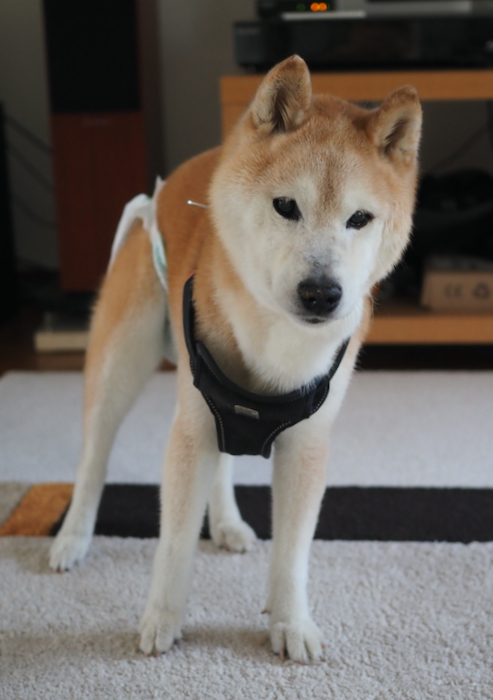 4日の朝ブログ１