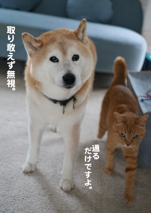 11日夕ブログ１２