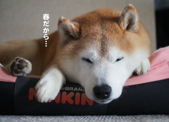 21日夕ブログ４
