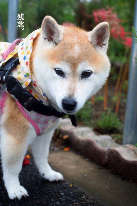 19日ブログ7