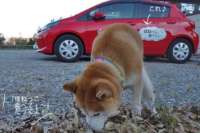 ほねっこ食べて ぇ 湘南凸凹柴wan日記 Powered By ライブドアブログ ほねっこ食べて ぇ 湘南凸凹柴wan日記 Powered By ライブドアブログ