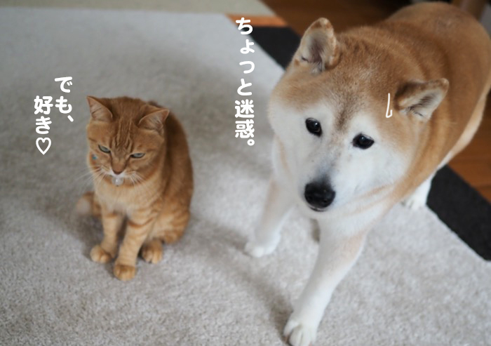 8日夕ブログ4