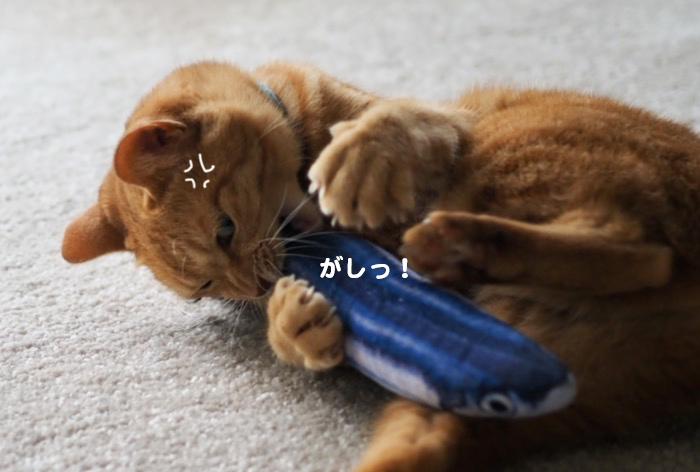 3日夕ブログ７