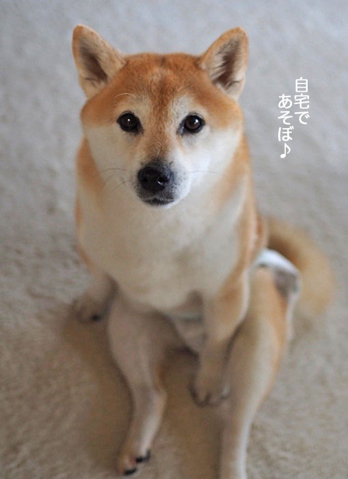 12日夜ブログ６