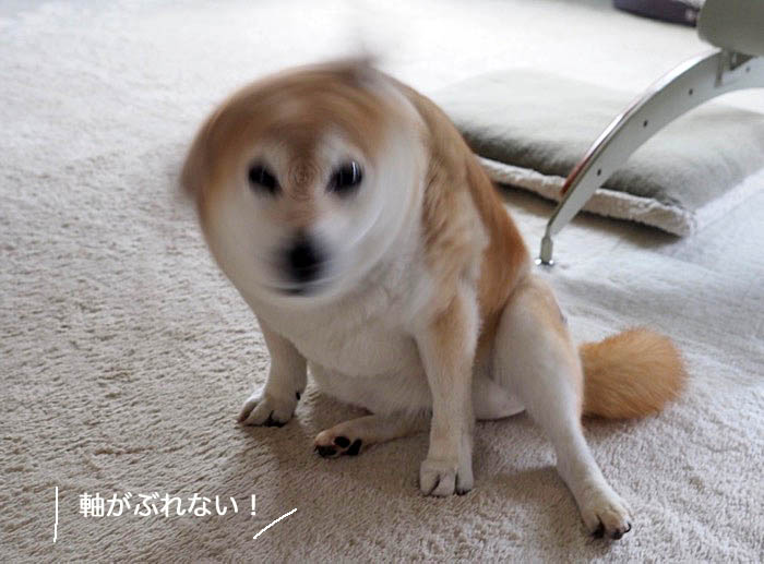 本当は凄い 犬のブルブル 湘南凸凹柴wan日記 Powered By ライブドアブログ