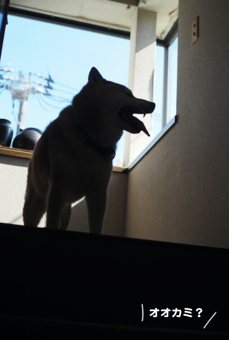 17日夕ブログ2