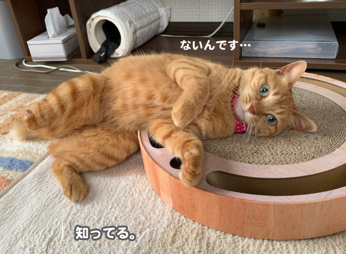 19日夕ブログ８