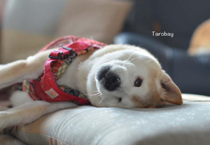 1タロベエ紹介用8