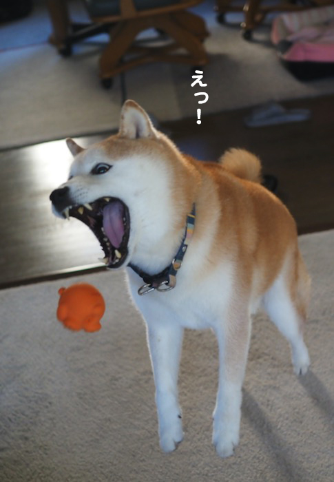 23日夕ブログ７