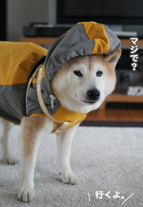 3日夕ブログ４