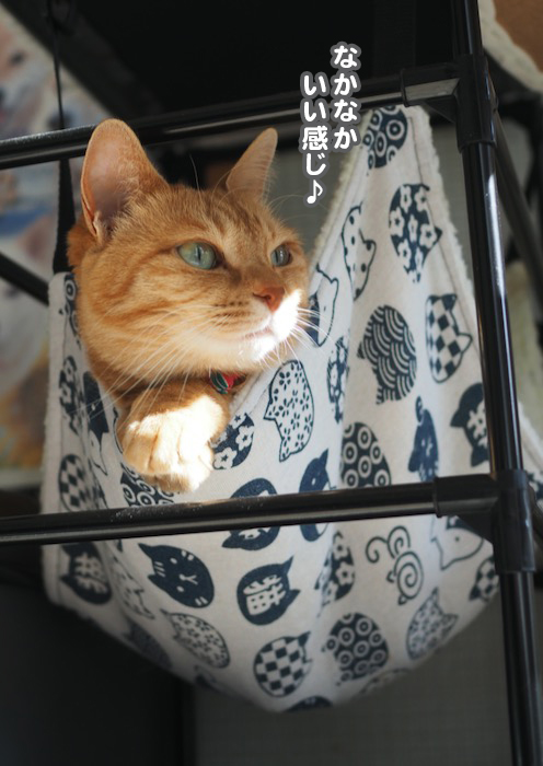 29日夕ブログ４