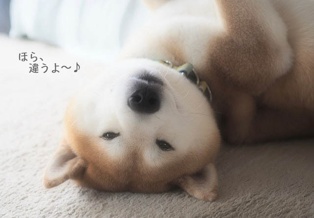 13日夜ブログ5