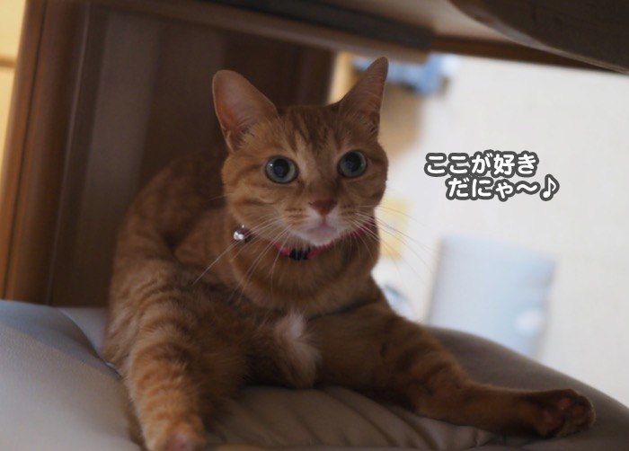 8日夕ブログ２
