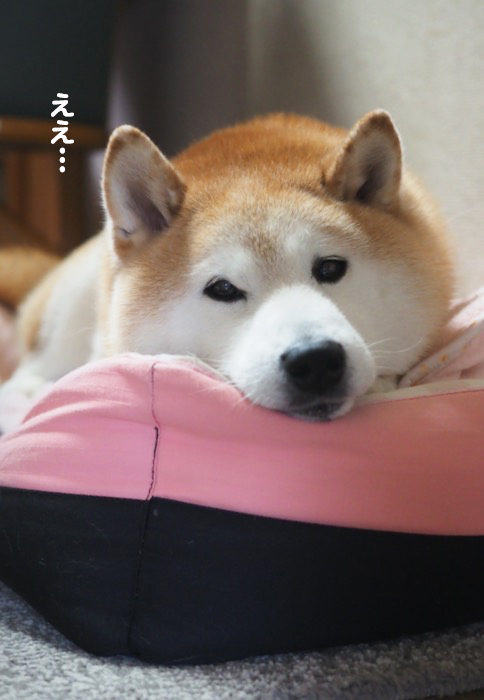26日夕ブログ３