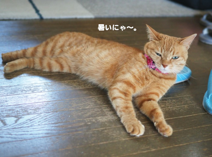 17日夕ブログ２