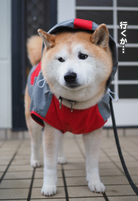 19日夕ブログ5