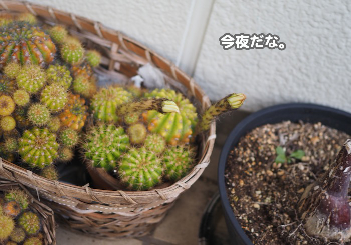 28日ブログ１