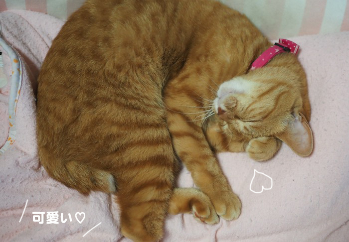 ３日夕ブログ７