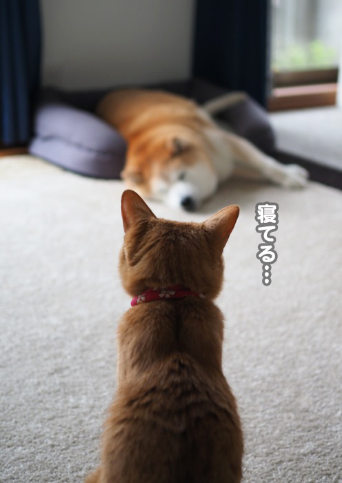 8日夕ブログ３