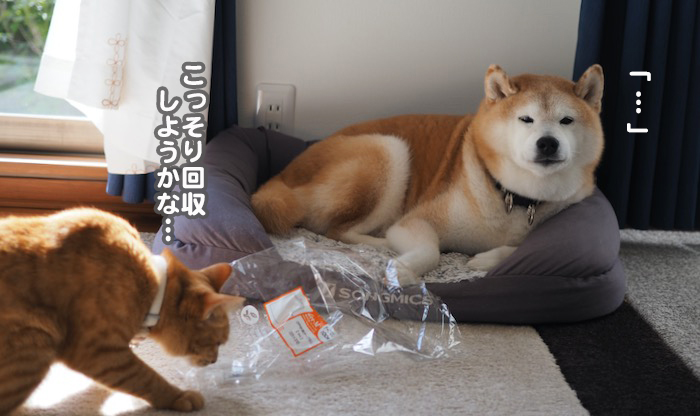 22日夕ブログ７