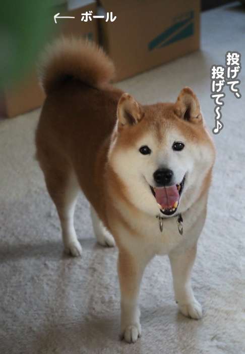 6日夜ブログ2