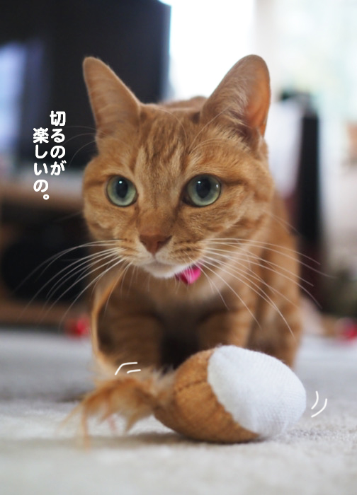 10日夕ブログ１０