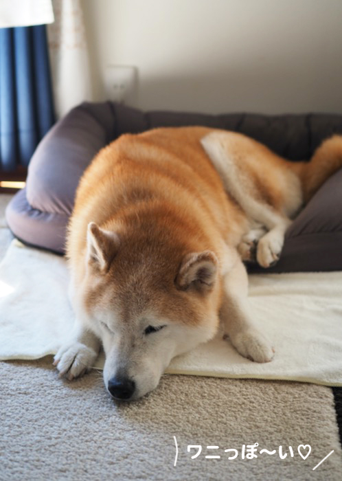19日夕ブログ３