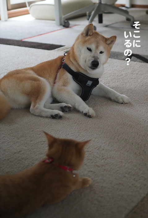 4日夕ブログ３