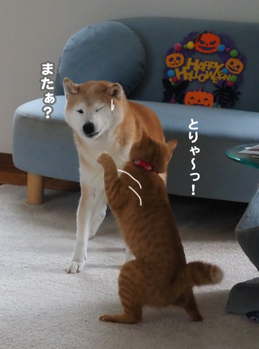 1日夕ブログ１０