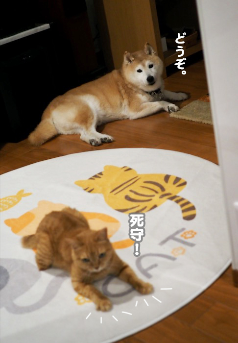 23日夕ブログ６