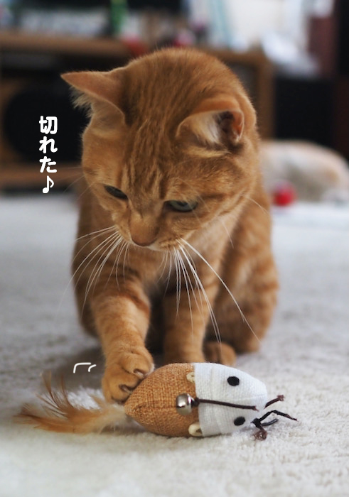 10日夕ブログ６