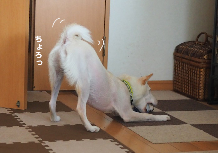 12日夕ブログ５