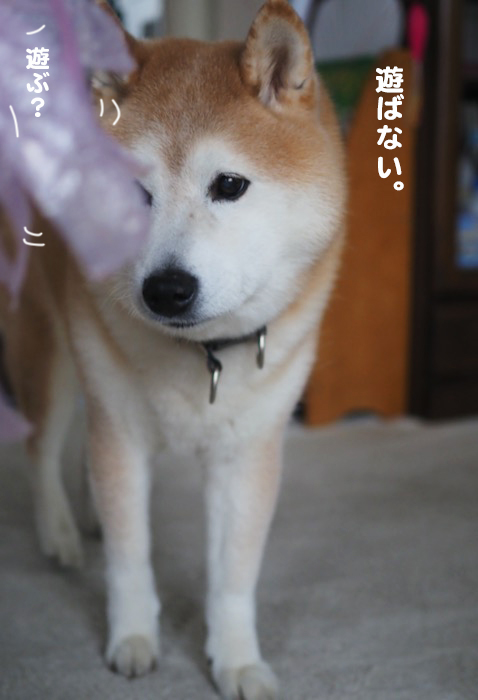 28日夕ブログ６