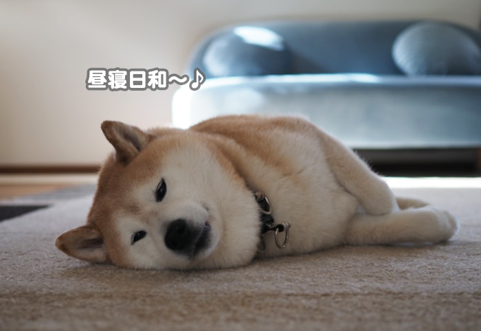29日夕ブログ７