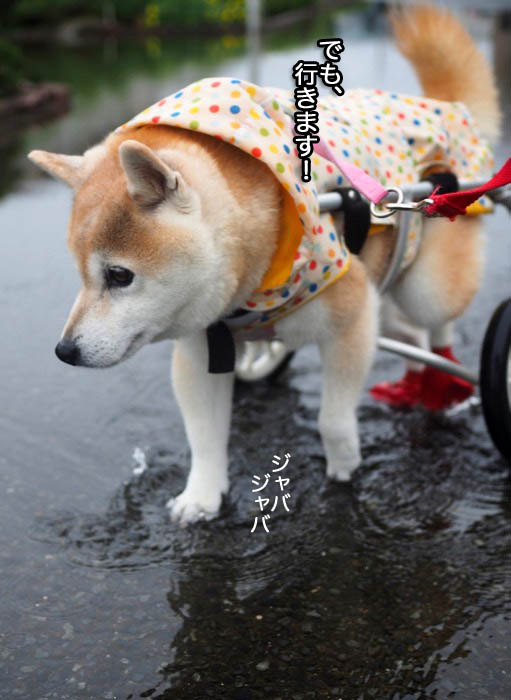 15日夕ブログ５
