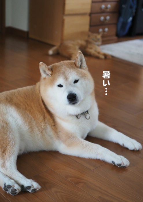 21日夕ブログ２