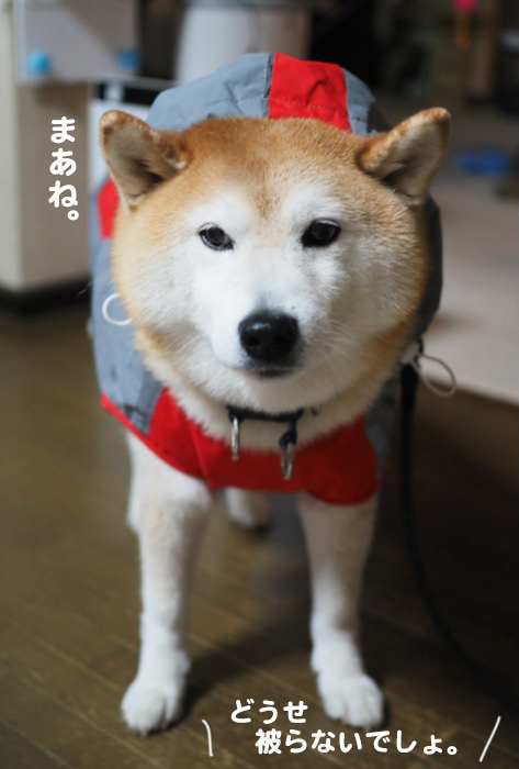26日夜ブログ４