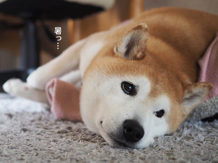 12日ブログ２