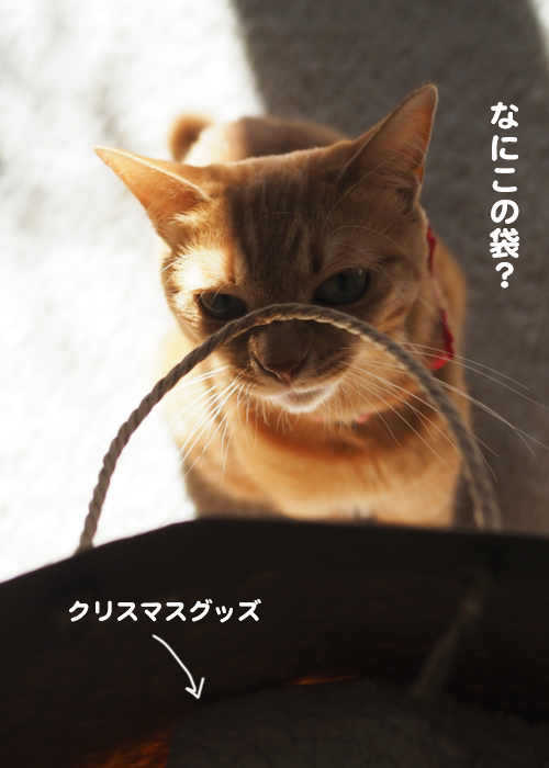 29日夕ブログ4