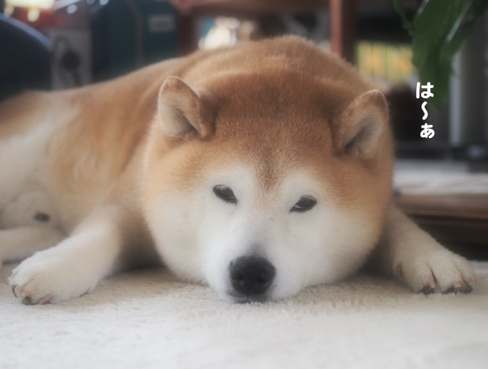 9日夕ブログ２