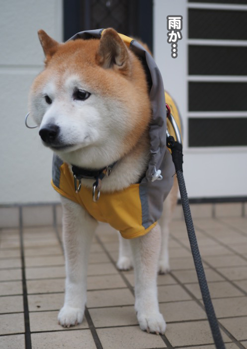 30日ブログ２