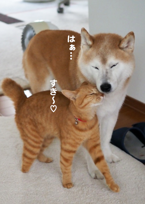 15日夕ブログ４
