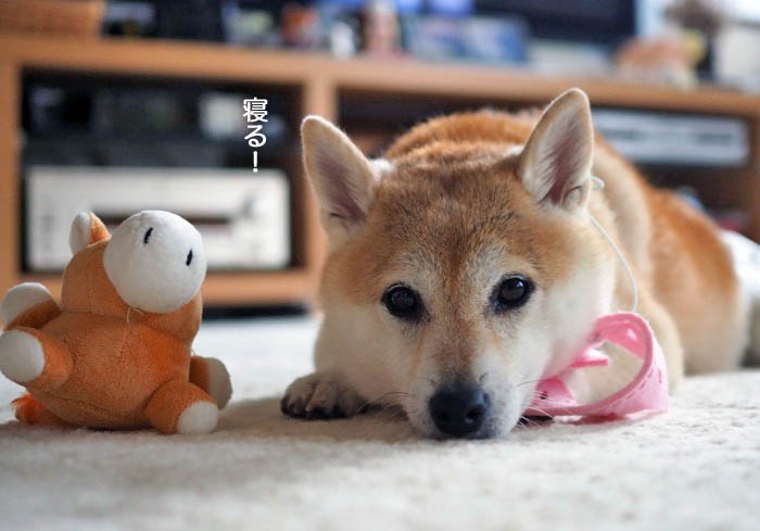 7日ブログ１１