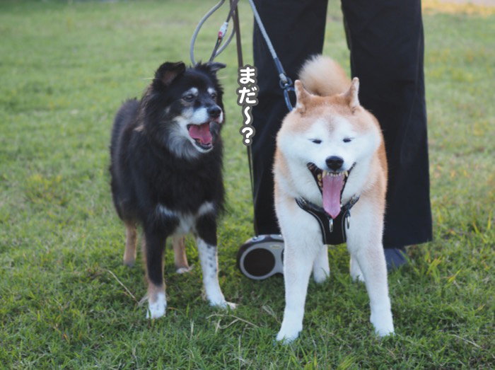 18日夕ブログ４