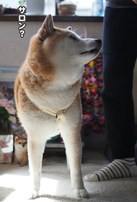 11日夕ブログ６
